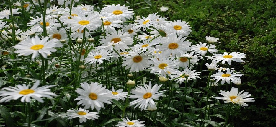Daisies - A - Original 012